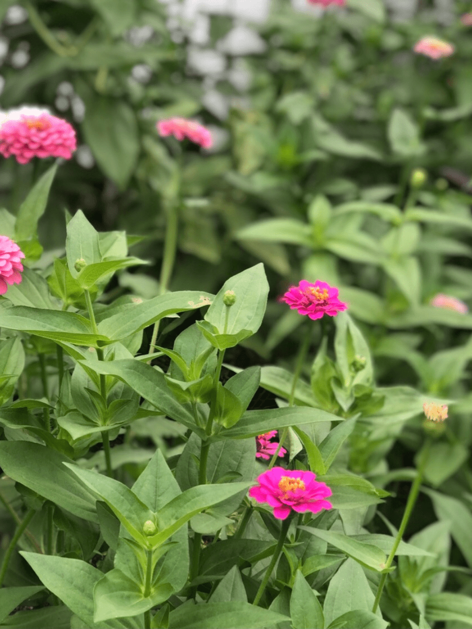 bed of hot pink zinnias