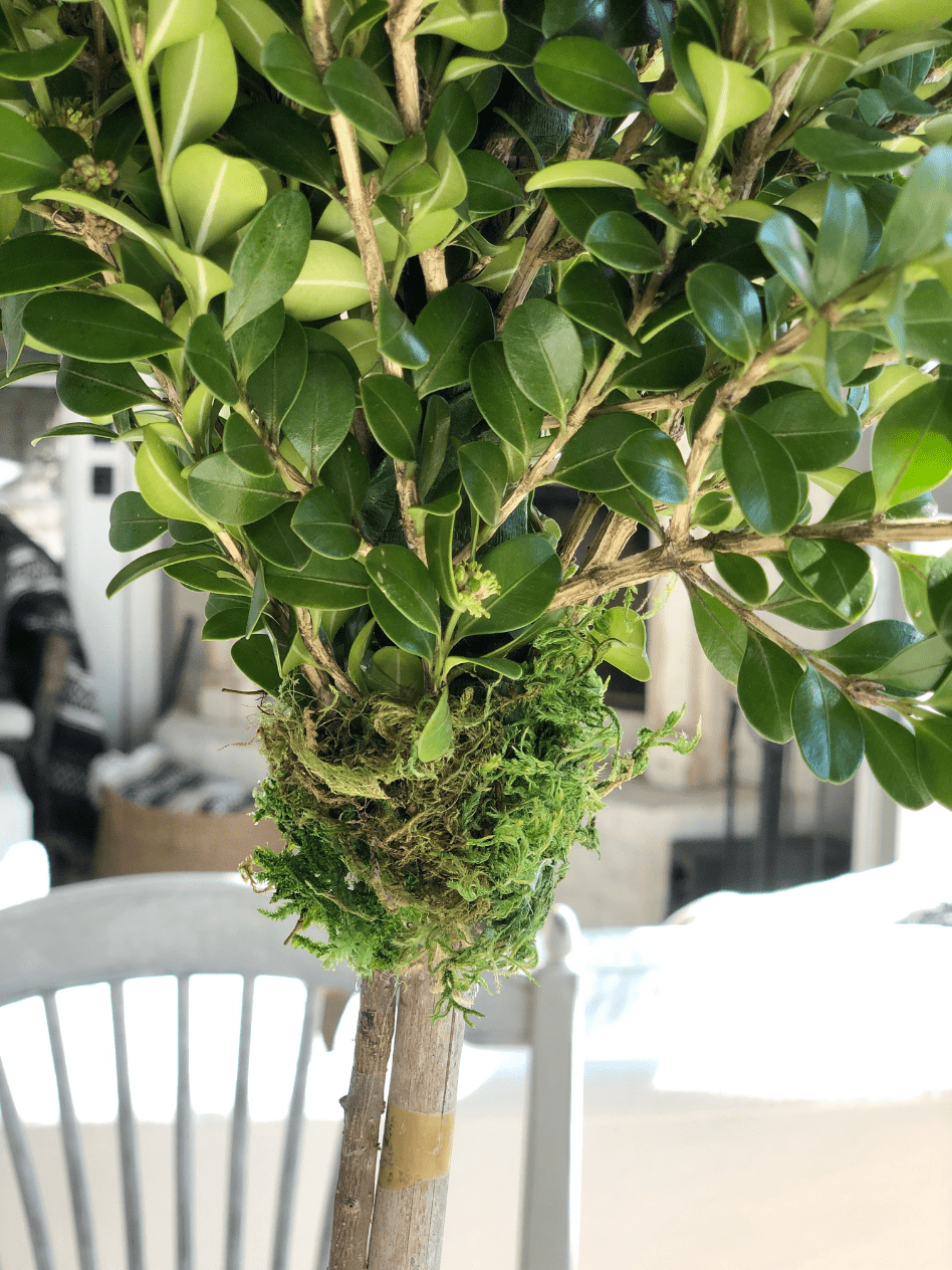 top of boxwood topiary showing green moss at base of topiary to cover green floral tape