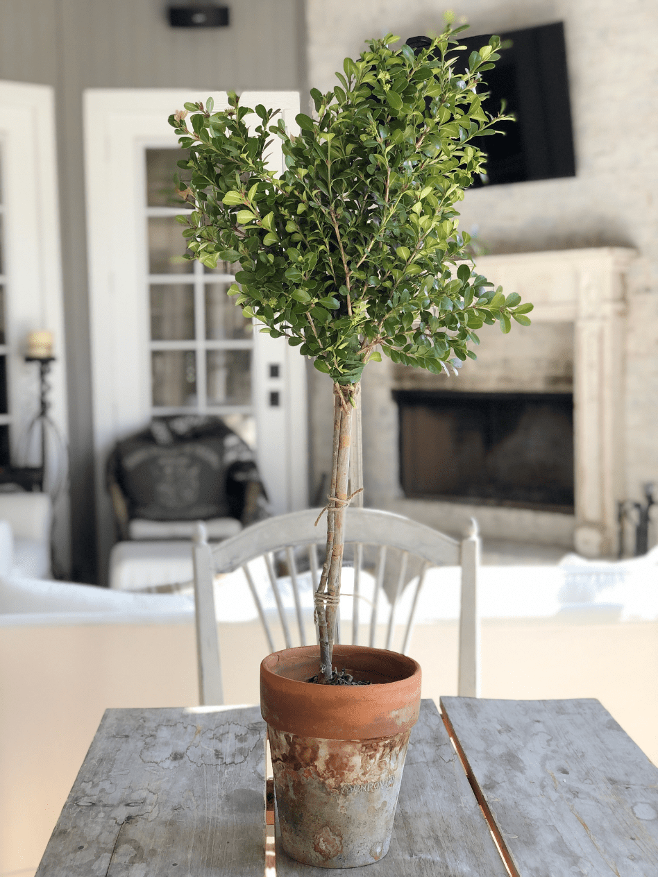 boxwood topiary in aged terra cotta pot sitting on farm table with fireplace in background