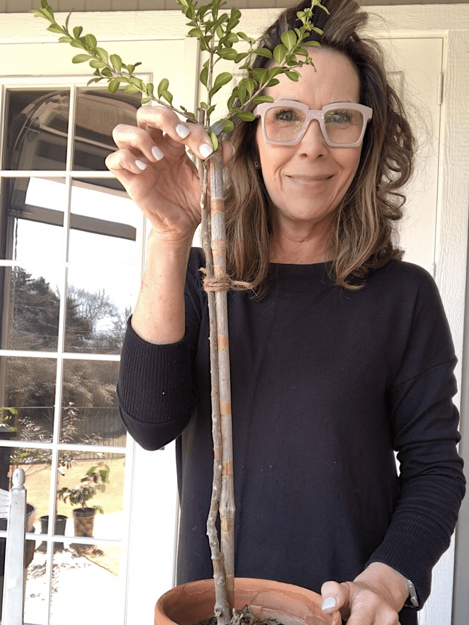 woman showing how to make a topiary out of live boxwood cuttings