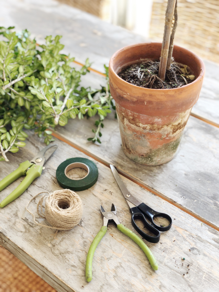 supplies for boxwood topiary aged terra cotta pot with dirt inside and a stick down inside dirt pieces of boxwood on table beside pot green clippers roll of green floral tape ball of string scissors and wire cutters on table beside pot