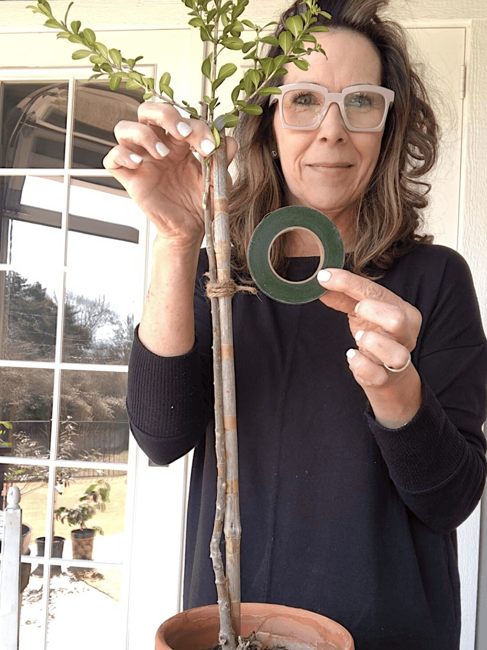 woman showing how to make a topiary out of live boxwood cuttings aged terra cotta pot with real stick inside and live boxwood cutting being secured to the stick with floral tape