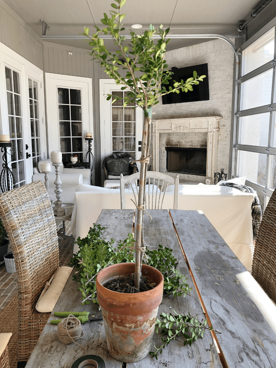 live boxwood topiary inside aged terra cotta pot sitting on wood table top on patio area