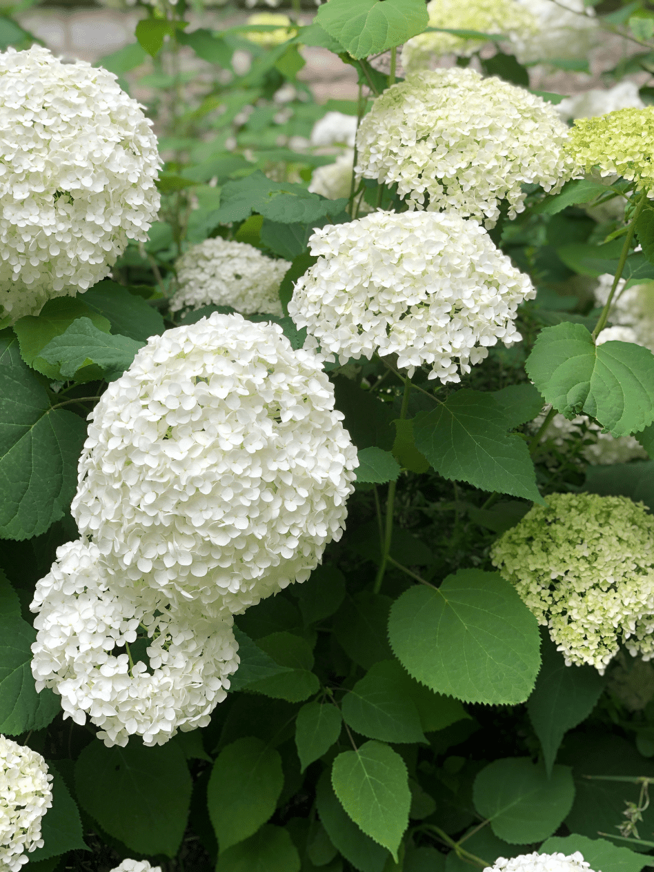 huge white hydrangeas on the bush